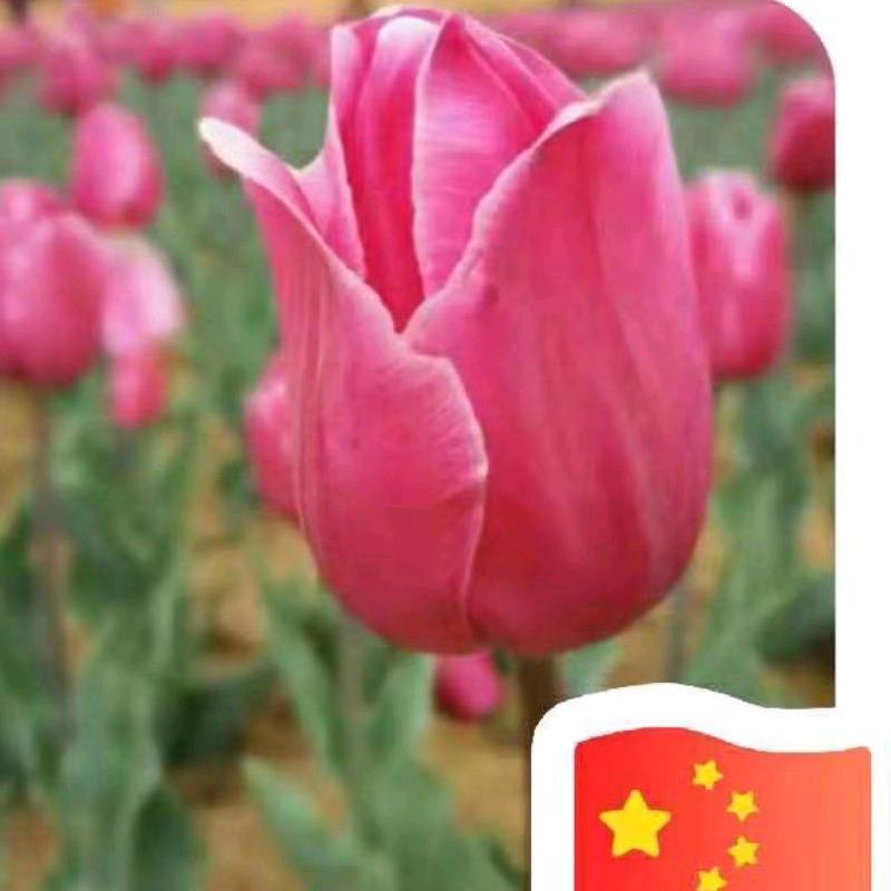 玉