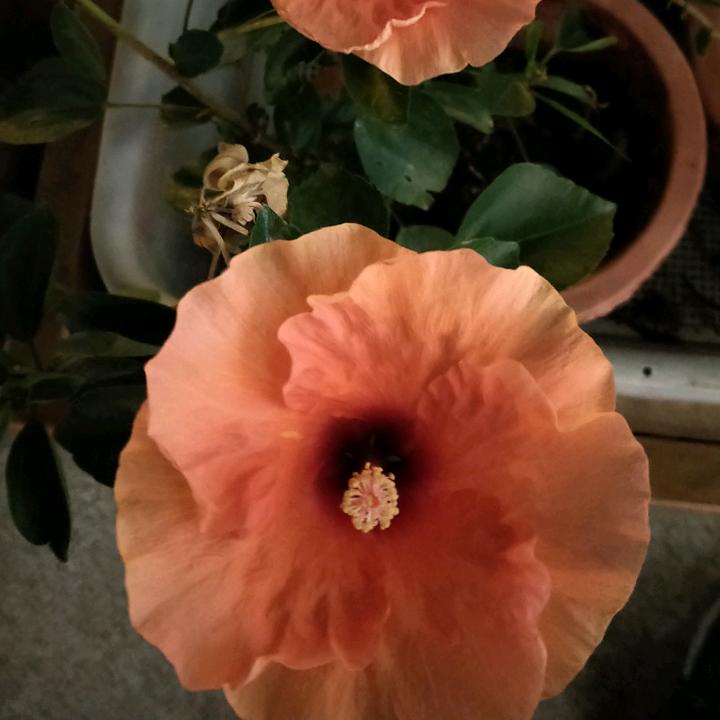 木言是捕鱼达人