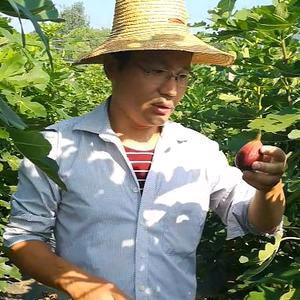 皖南小王无花果