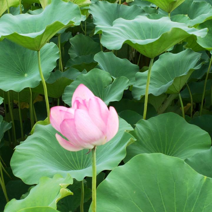 海纳百川zh