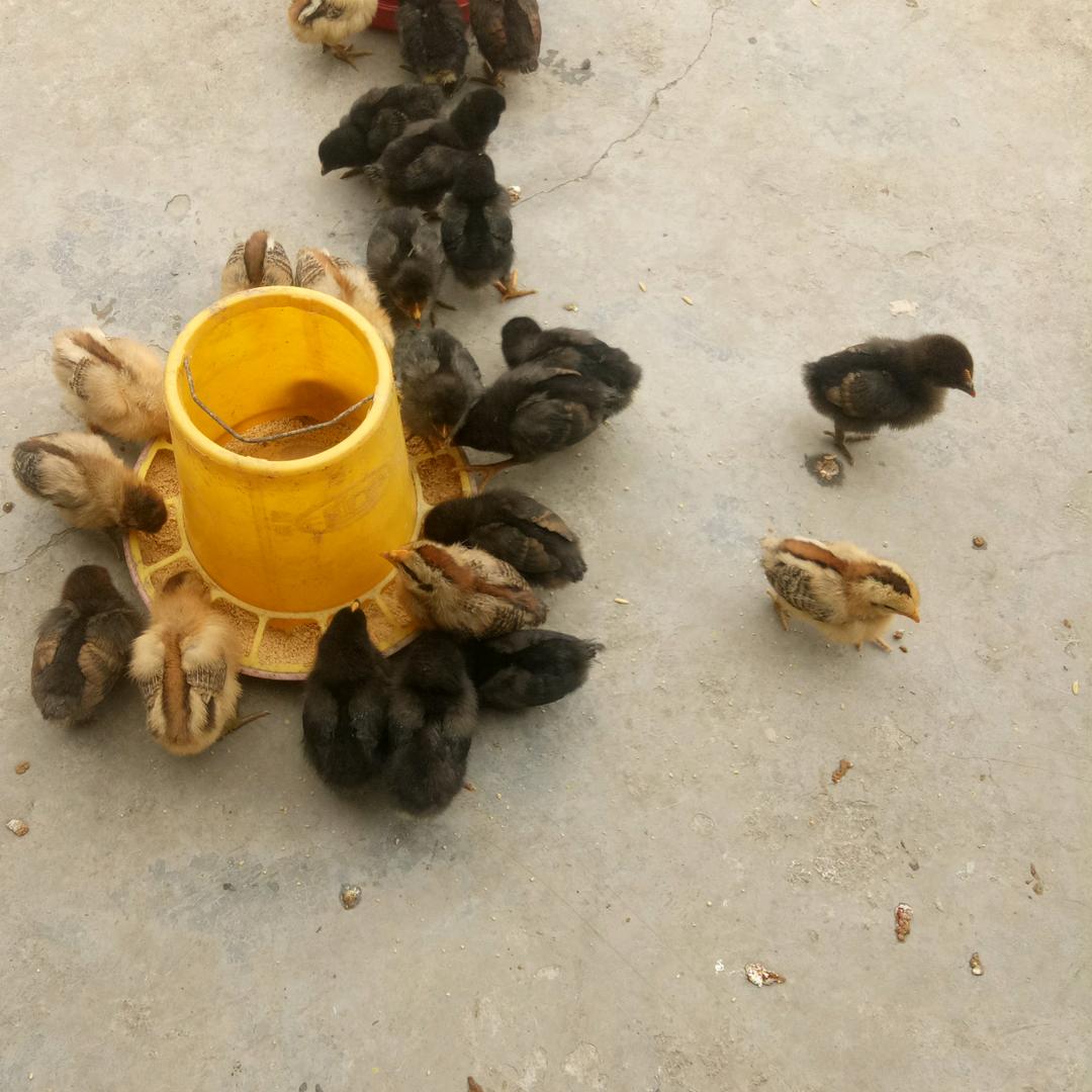 小伍推荐卖羊