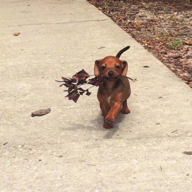 金高银（双眼皮版）（萌宠版）