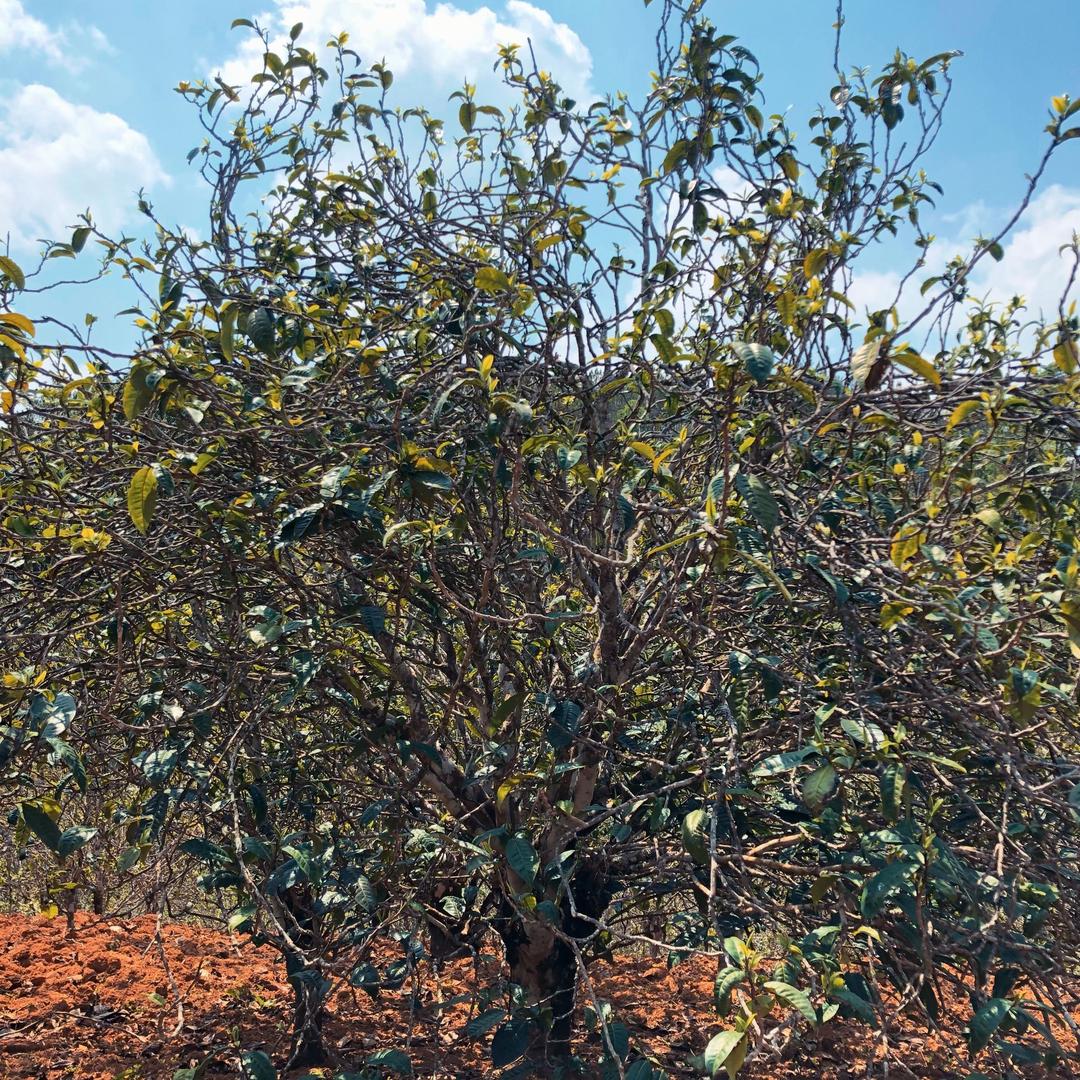 行走在人间的憨憨