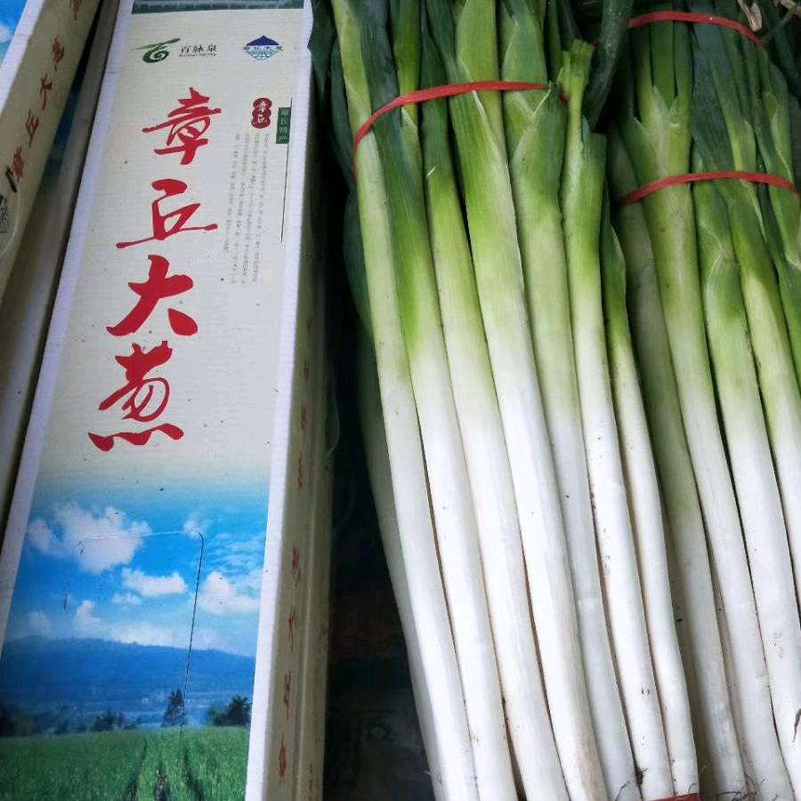 章丘大葱