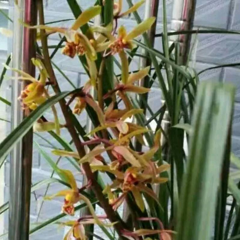 (ಡ懒猫样ω的男人ಡ) （沐阳）