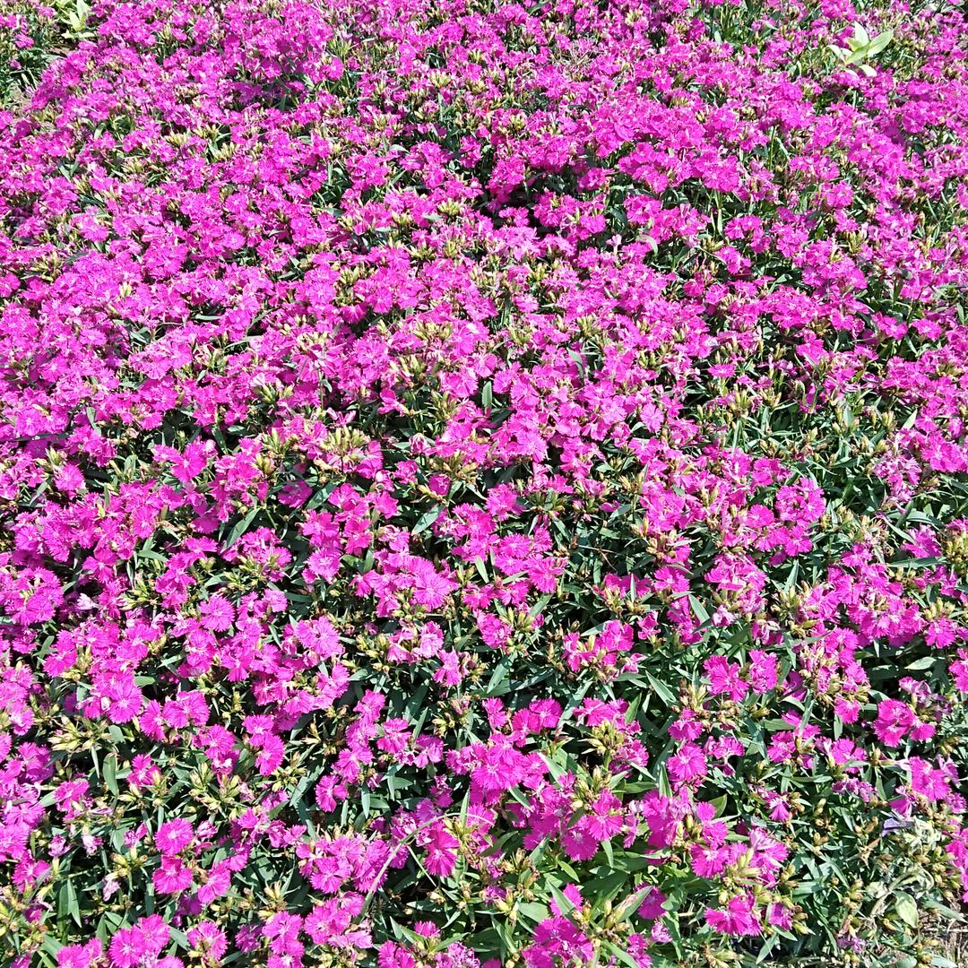 💞余生꧔ꦿ᭄安好꧔ꦿ᭄💞