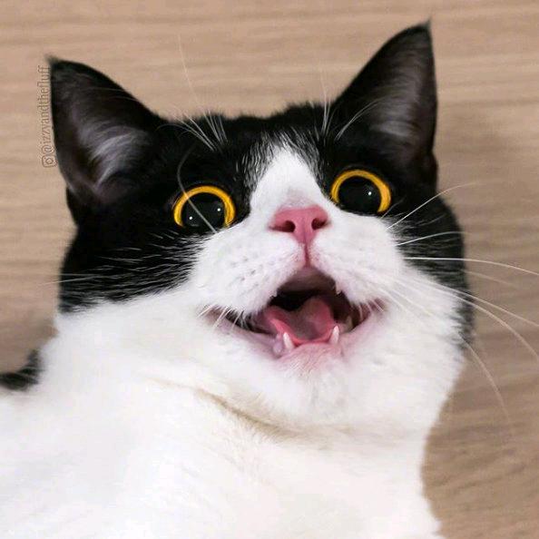 哈哈镜花缘🙃