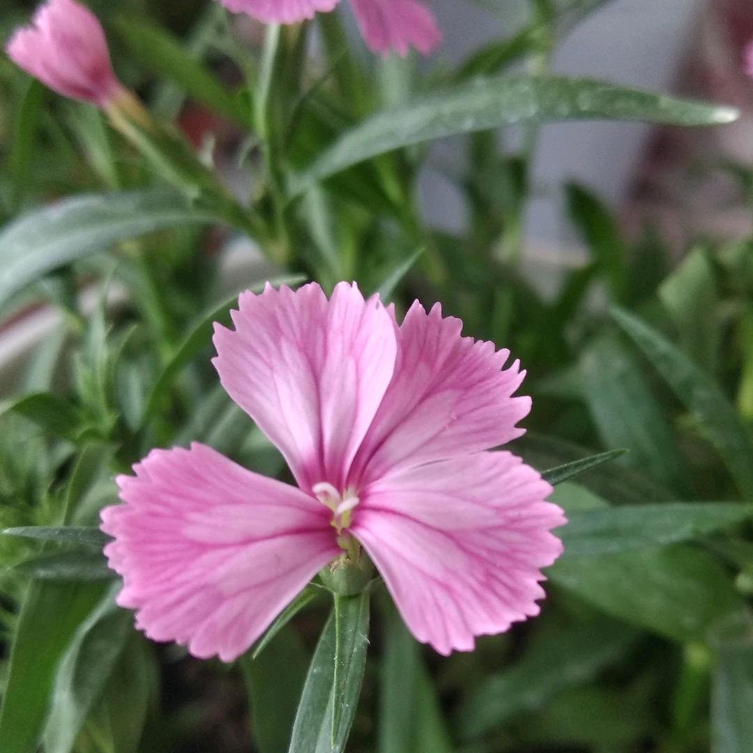 陪她种花