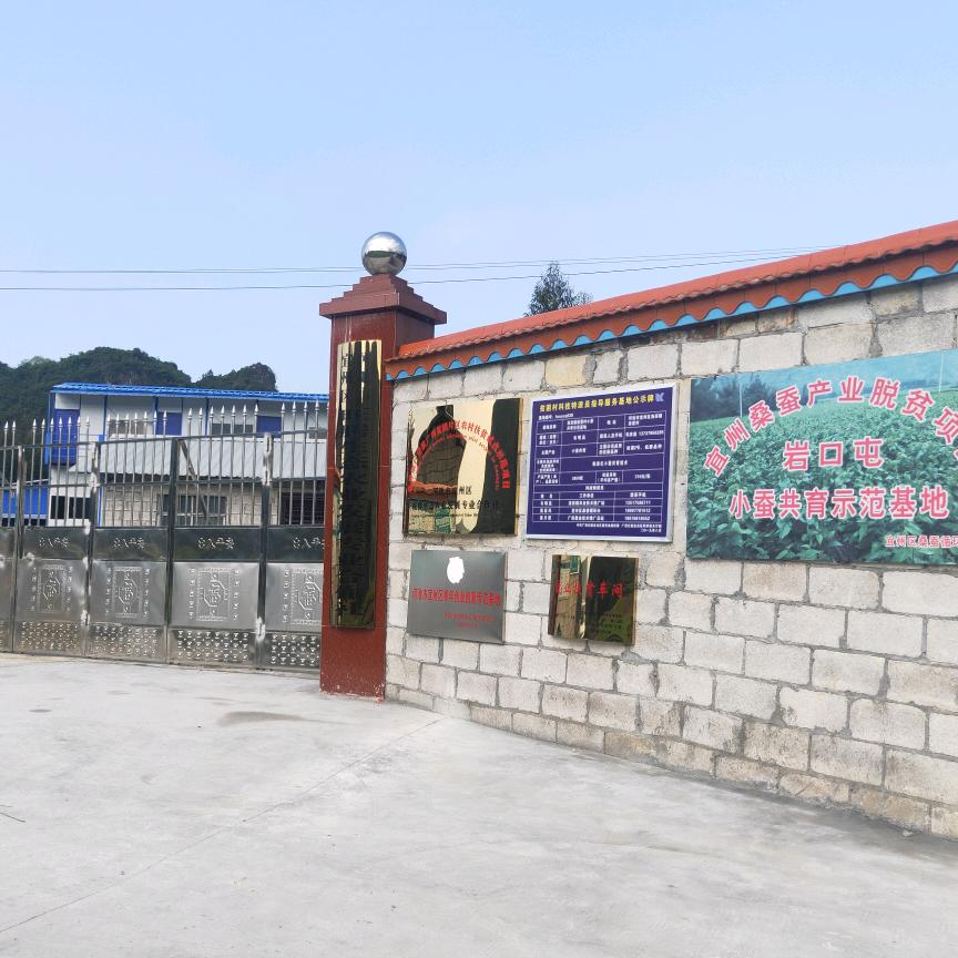 宜州旺腾合作社小蚕共育基地