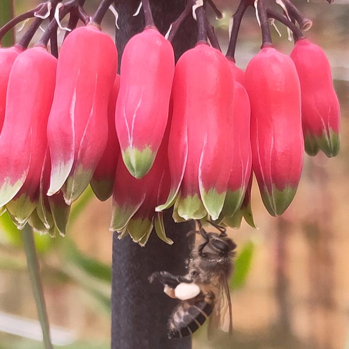 黄精种植 收购 加工 万哥