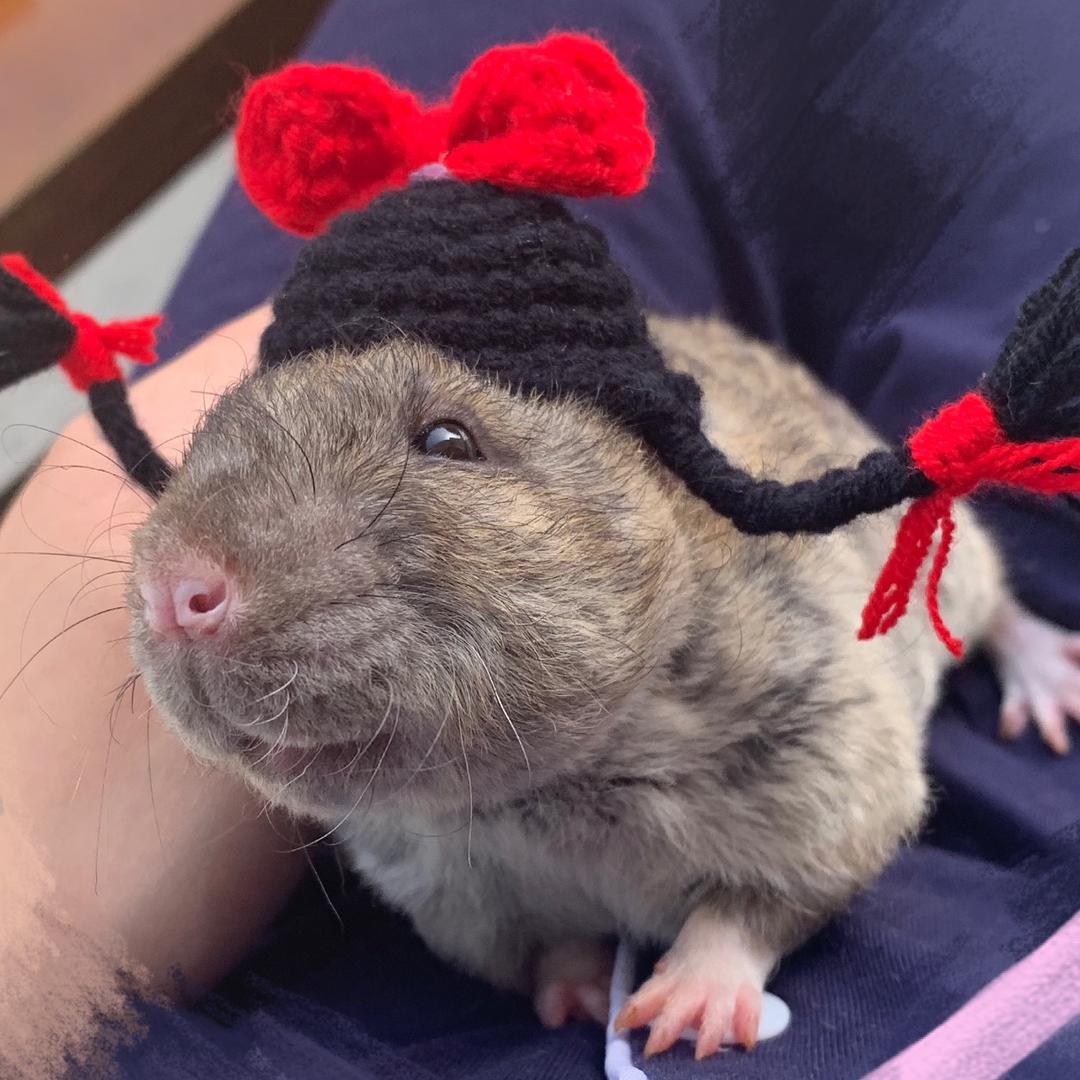 沈香香🐭