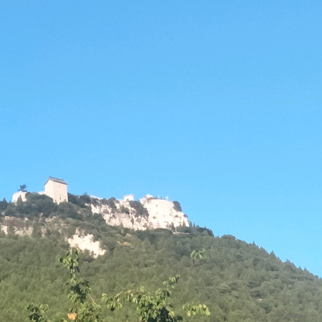 山楂干