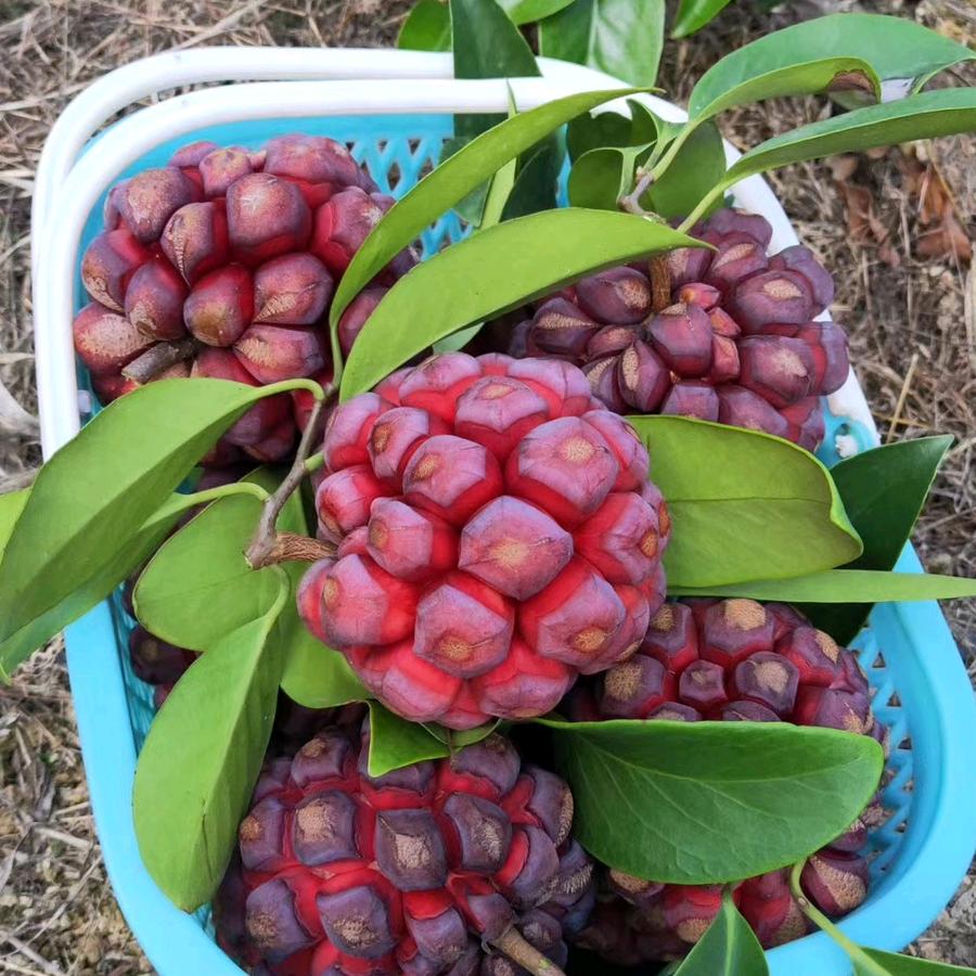 武平县青山农场