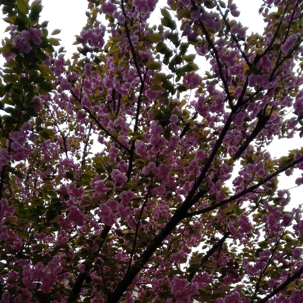 云之南，世界之美