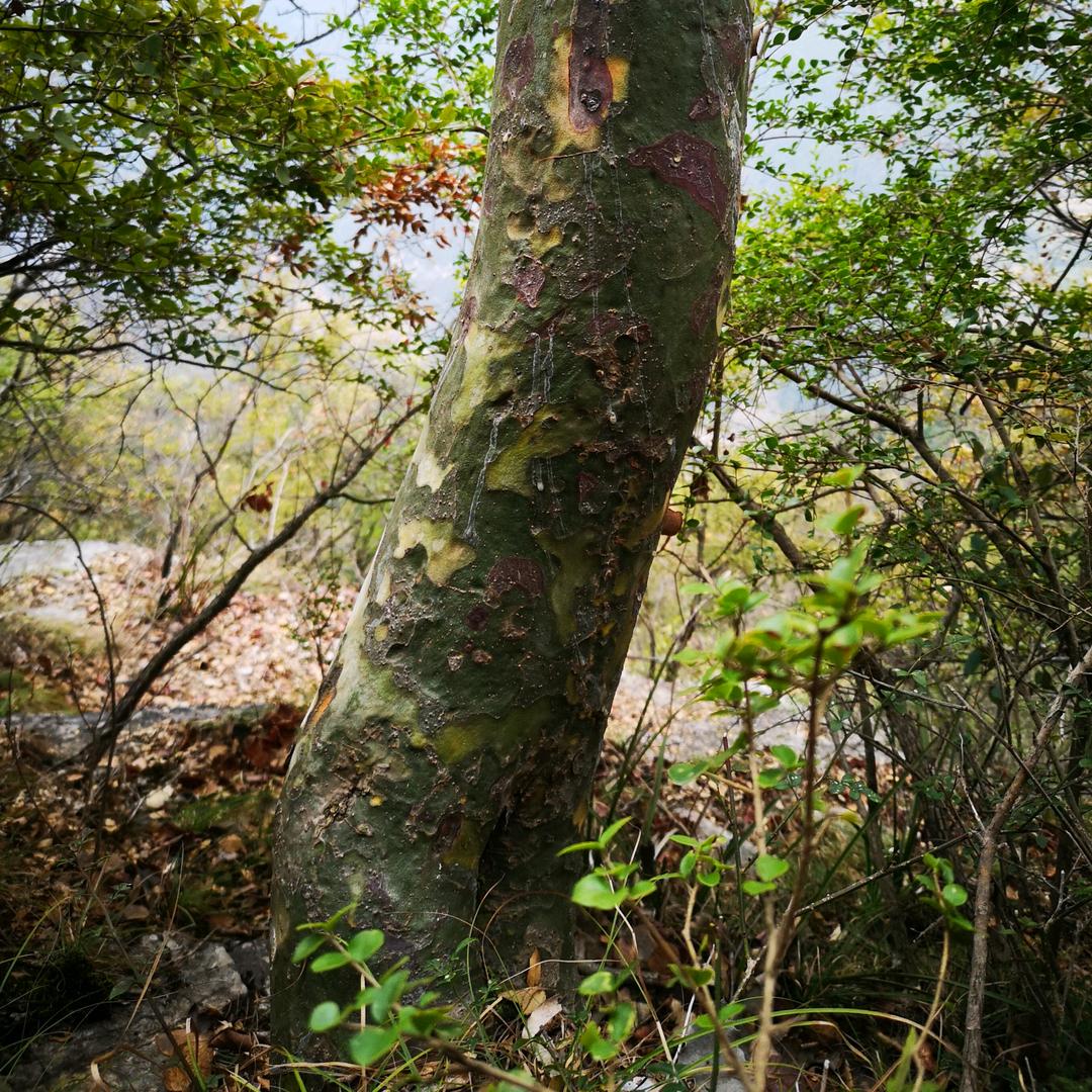 期待