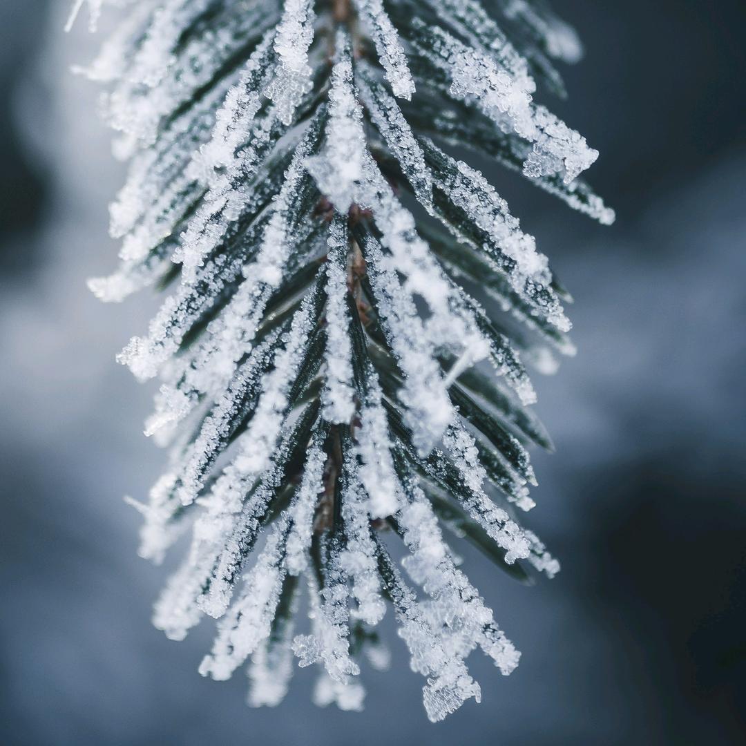 大漂亮💍和小可爱🐷