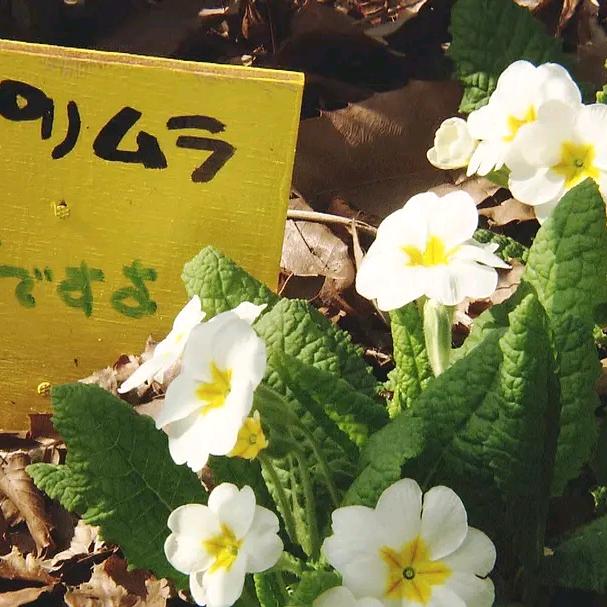 记忆中的野南荞