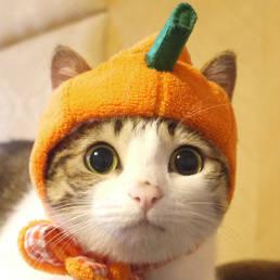 皮皮猪