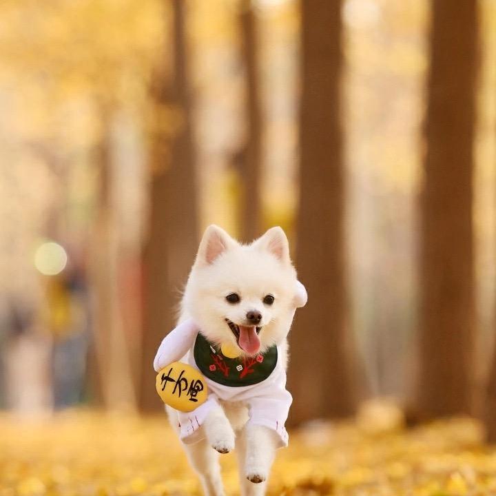 归去来