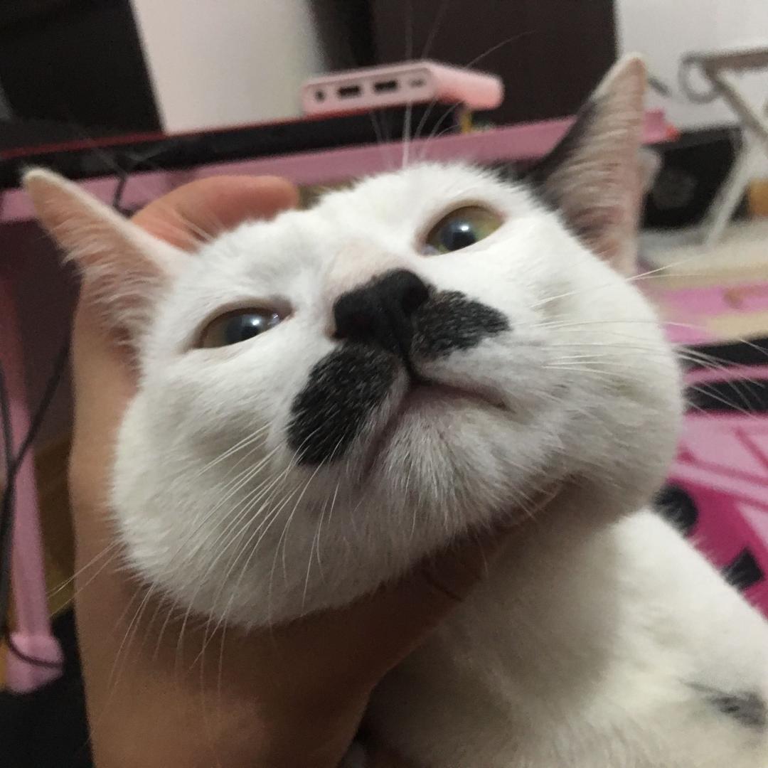 限定菜姬