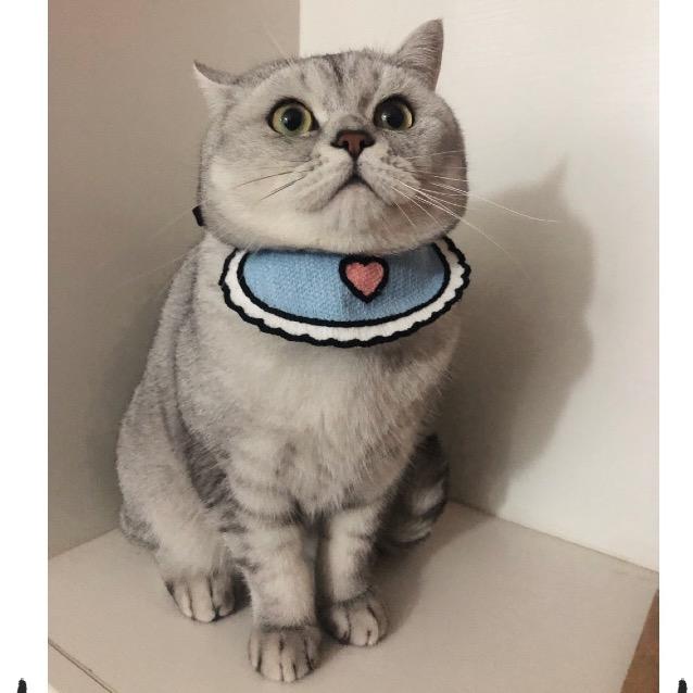 发财是喵喵🐱