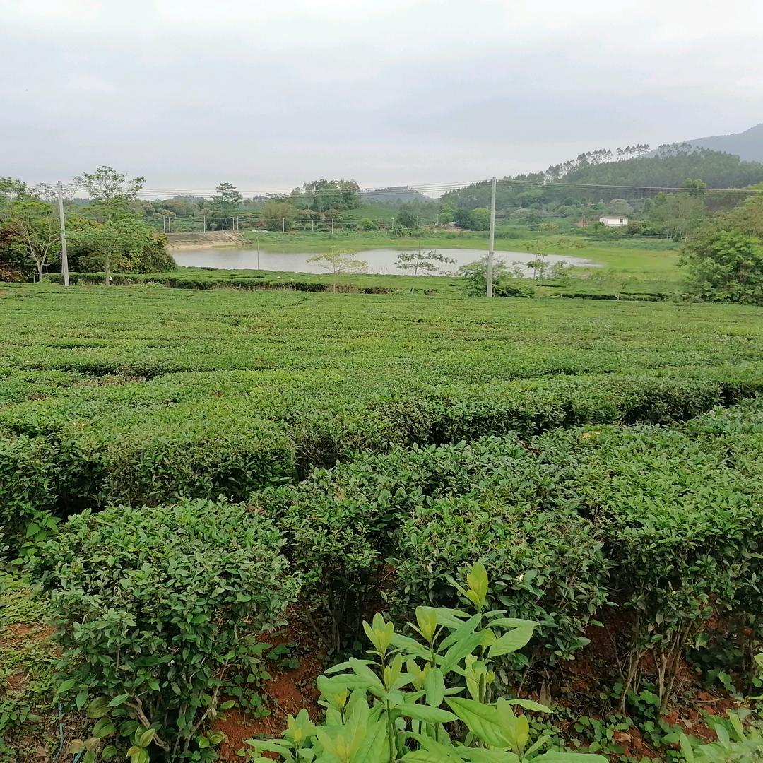 柏塘山茶黄生