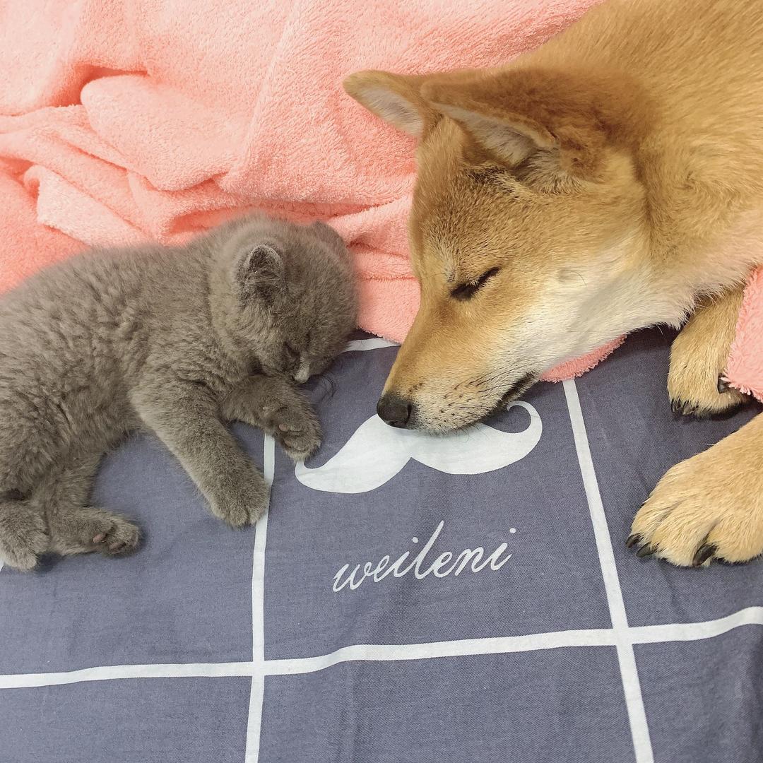 我家有只傻猫