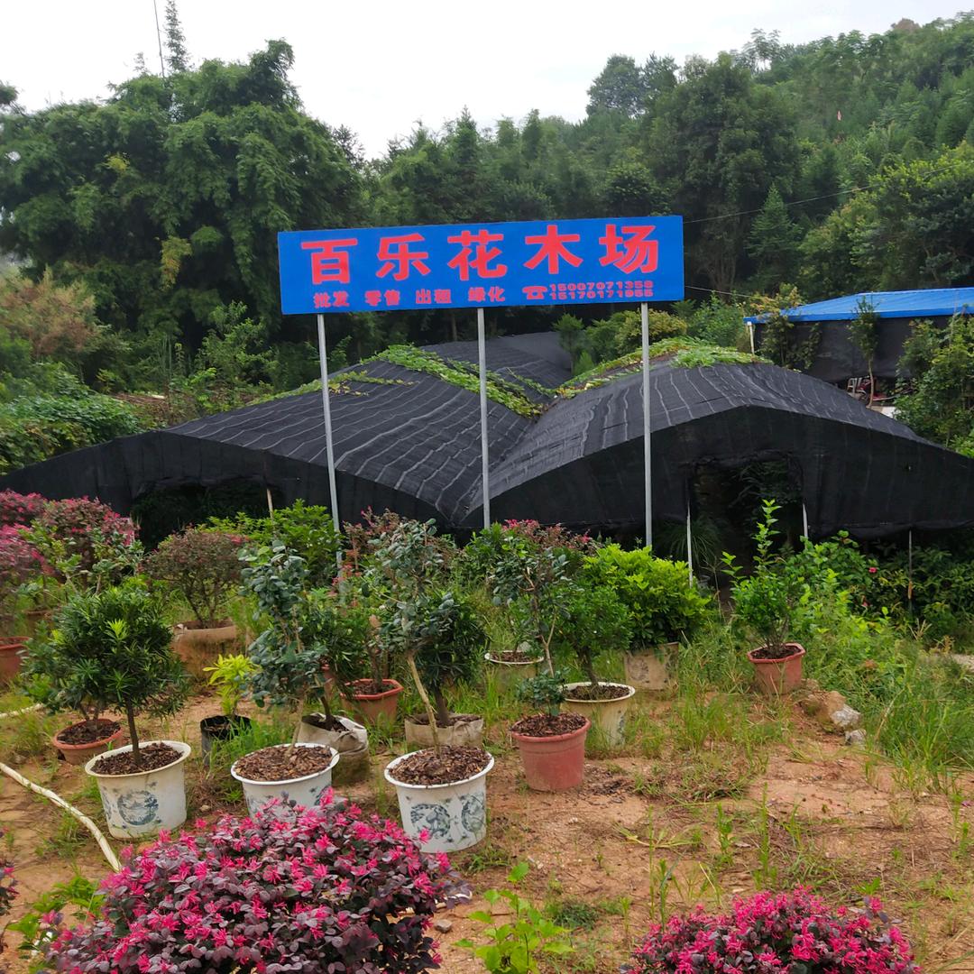 百乐花木农场