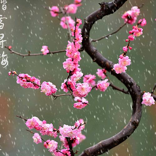 月河地锅鸡娟姐