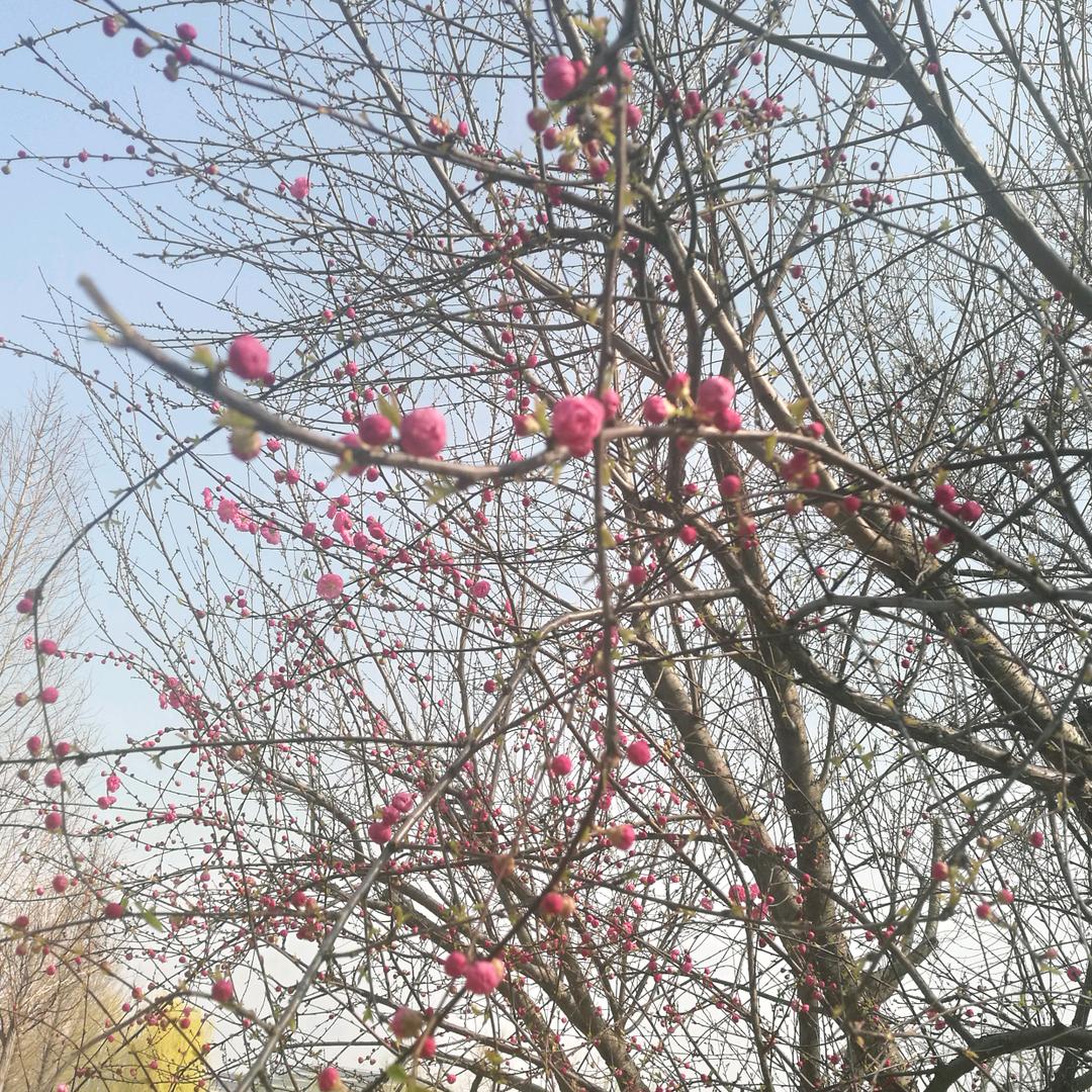 芝麻开花