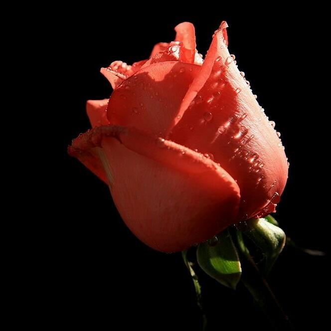 水果批发零售：