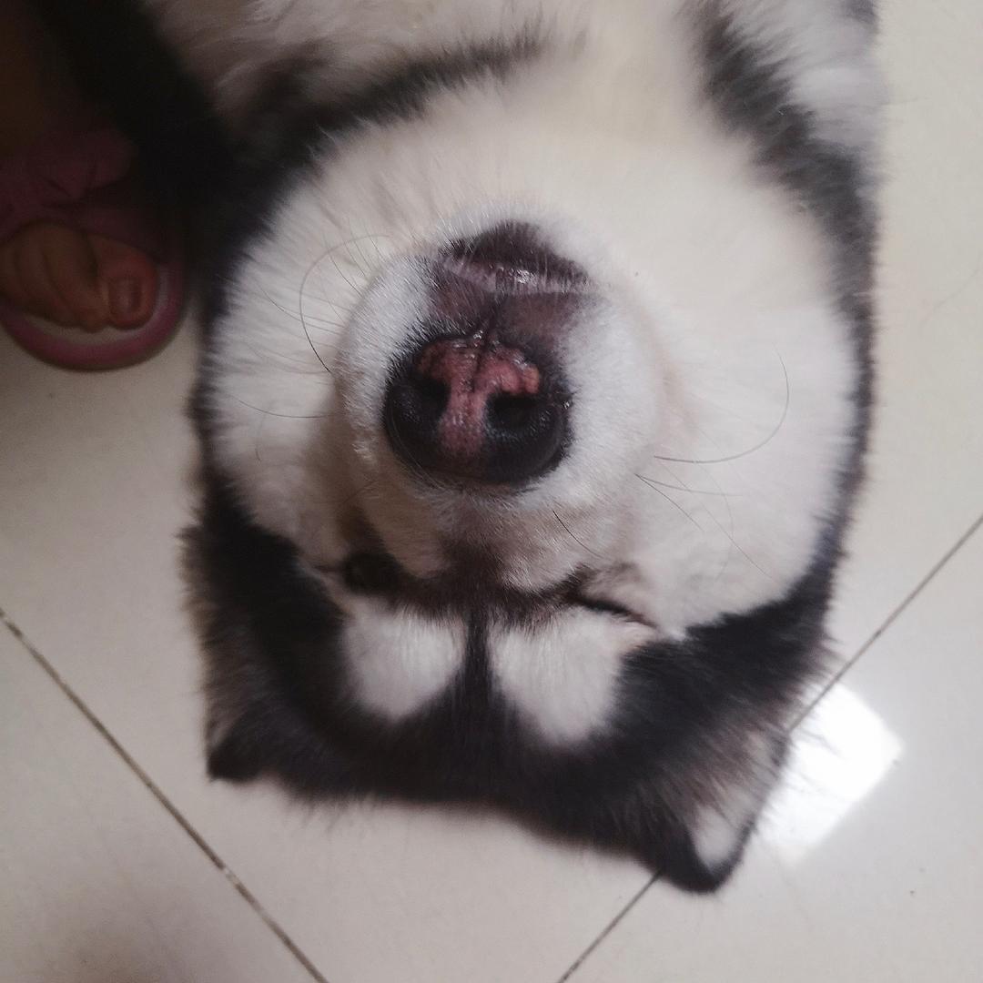 爵爷