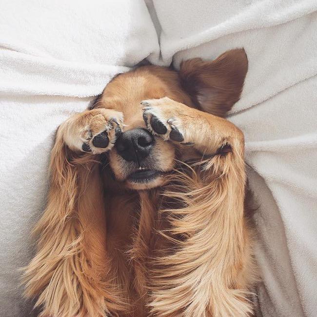 迪士尼在逃黄狗coco@抖音