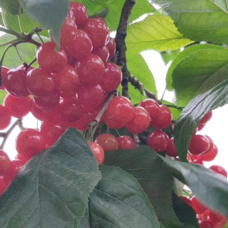 缘分