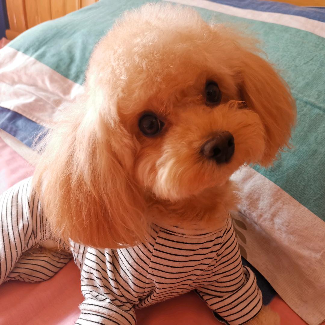 泰迪嘎嘎