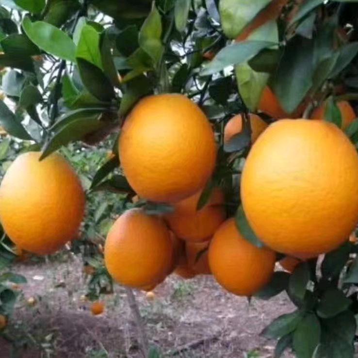 阳光