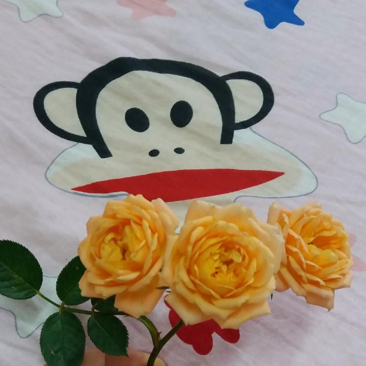 巖 寶寶