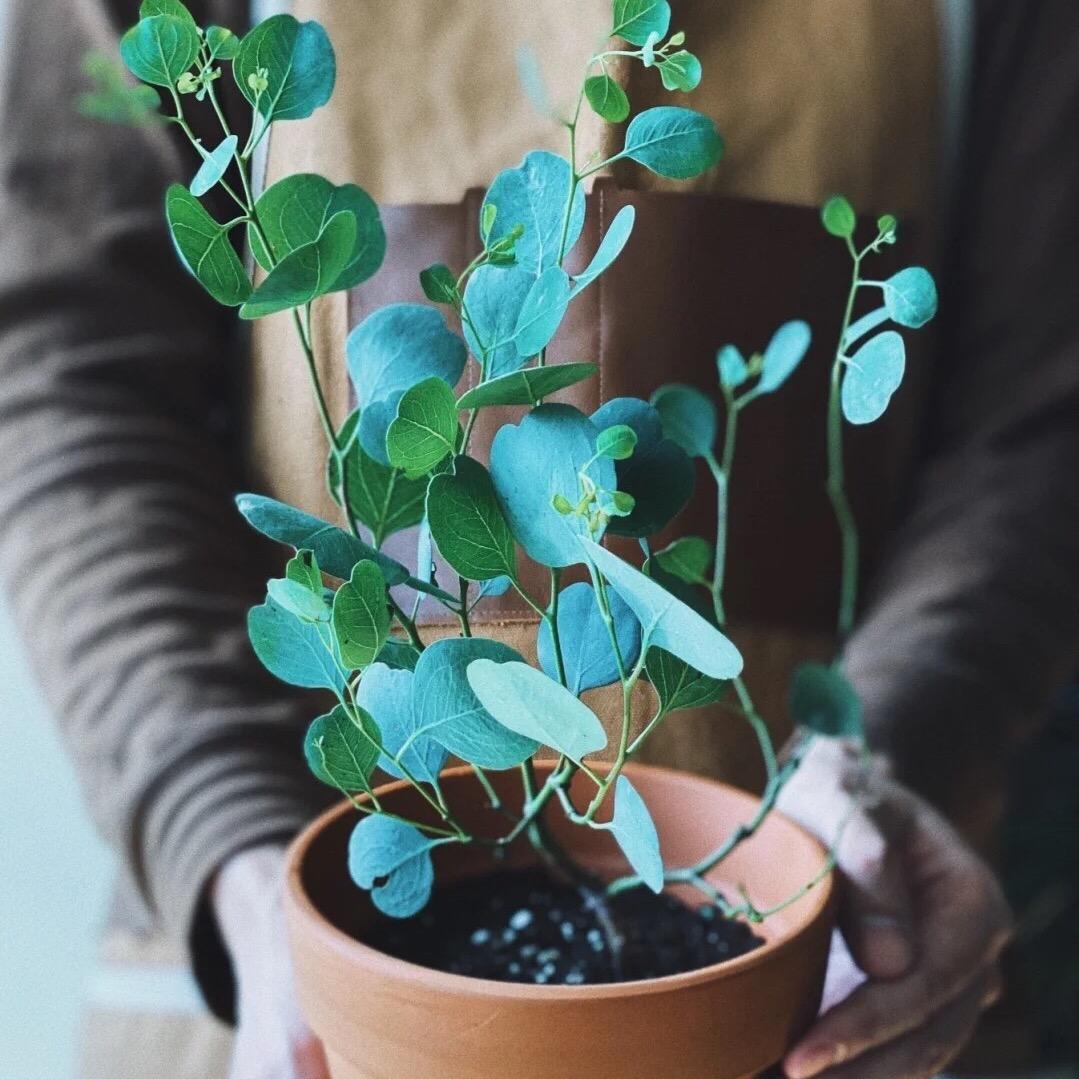 秋与实花卉绿植