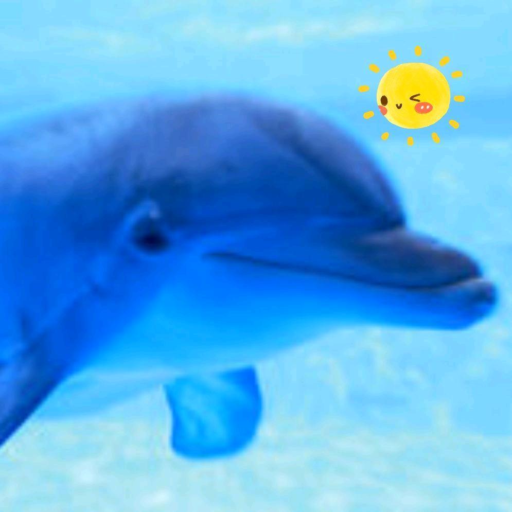 蓝色海豚