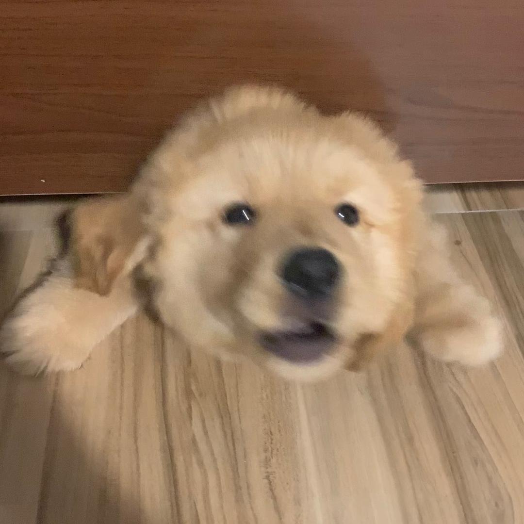 大果粒