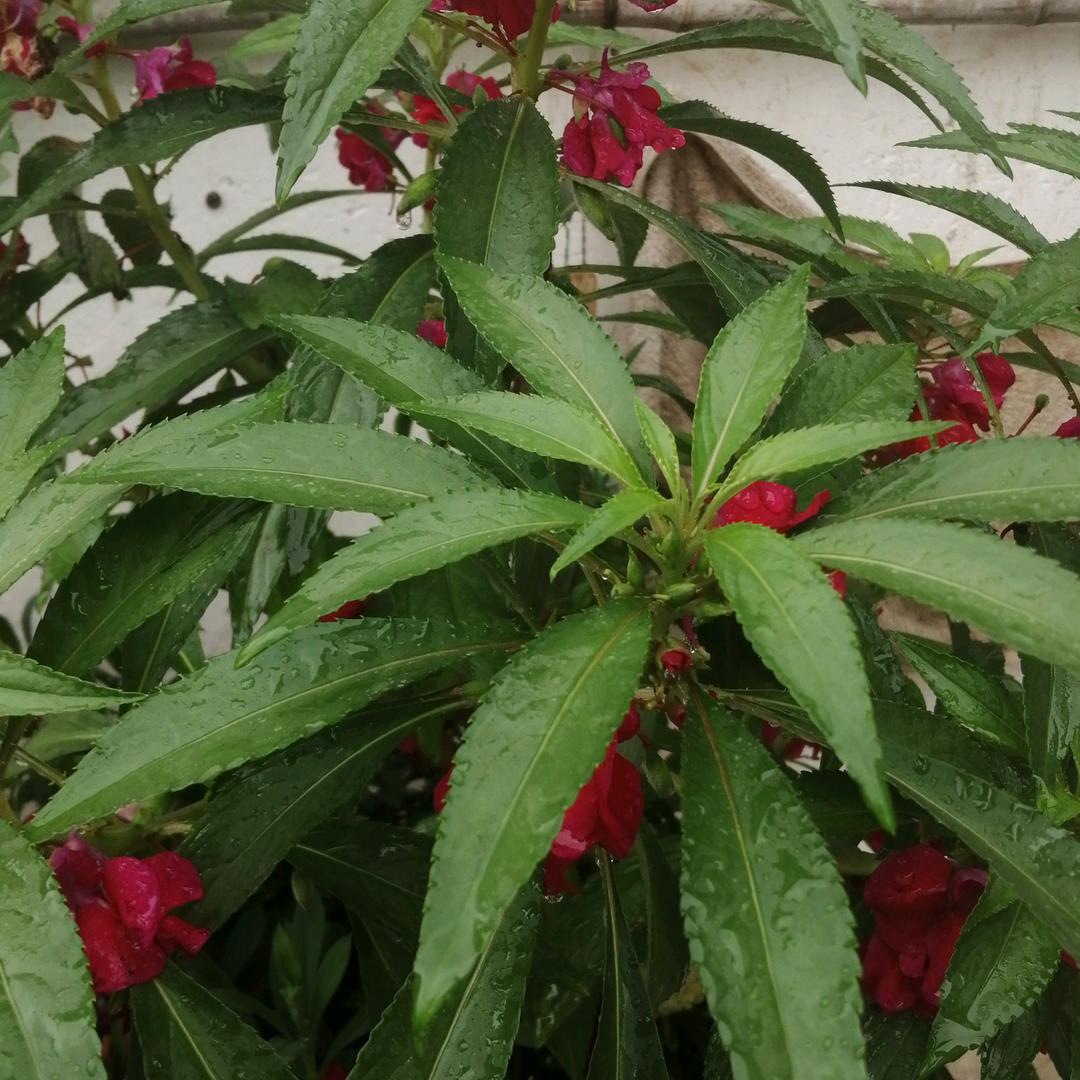 前程似锦