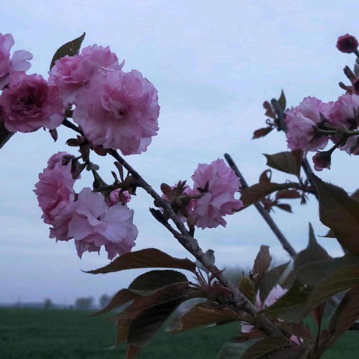 白色风信子