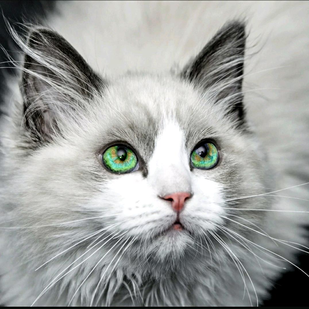 我是一个会计师