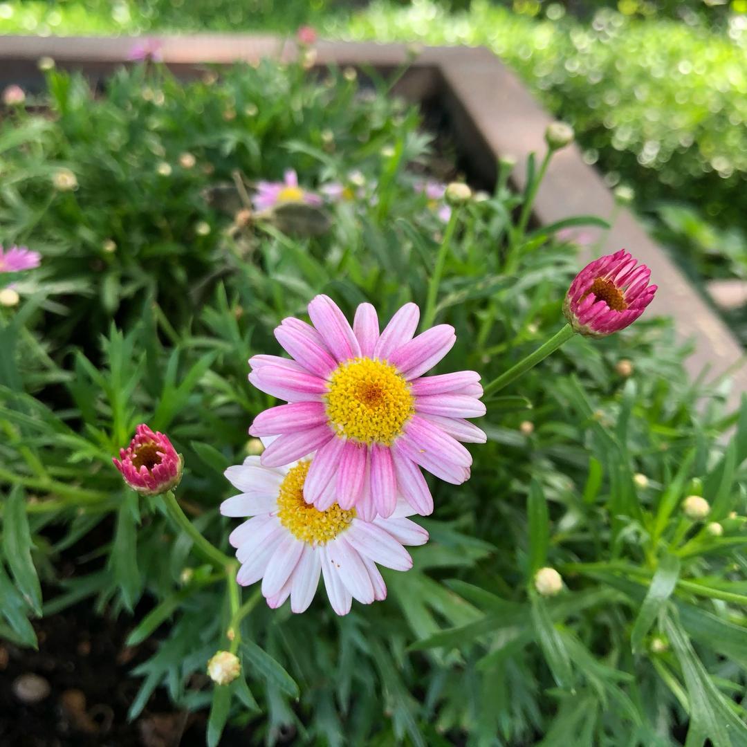 蓝天白云好天气