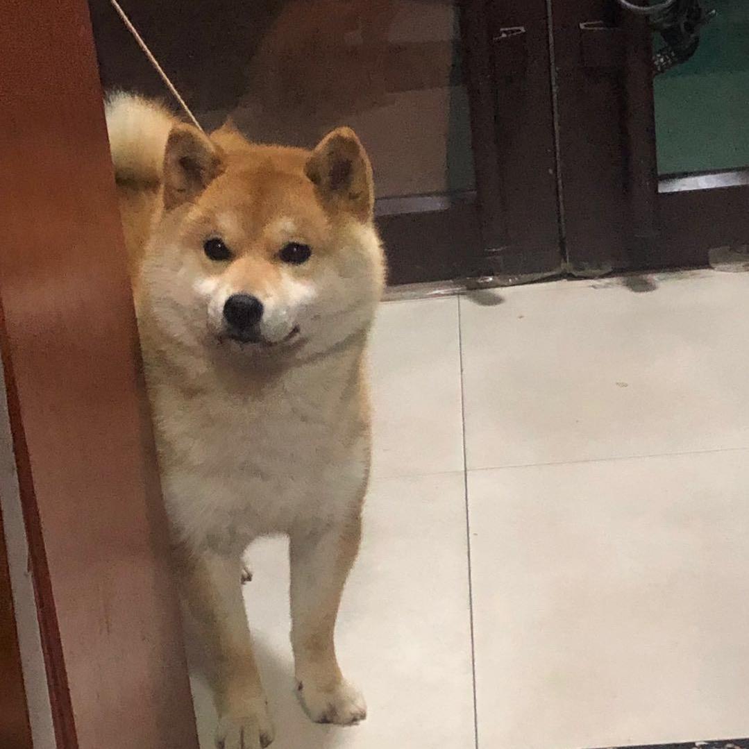赤焰柴犬俱乐部