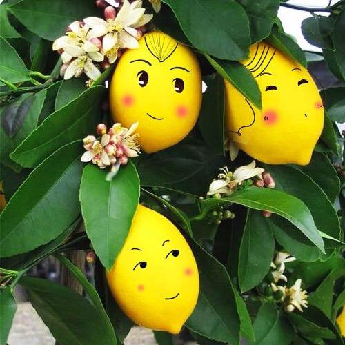 柠🍋不萌