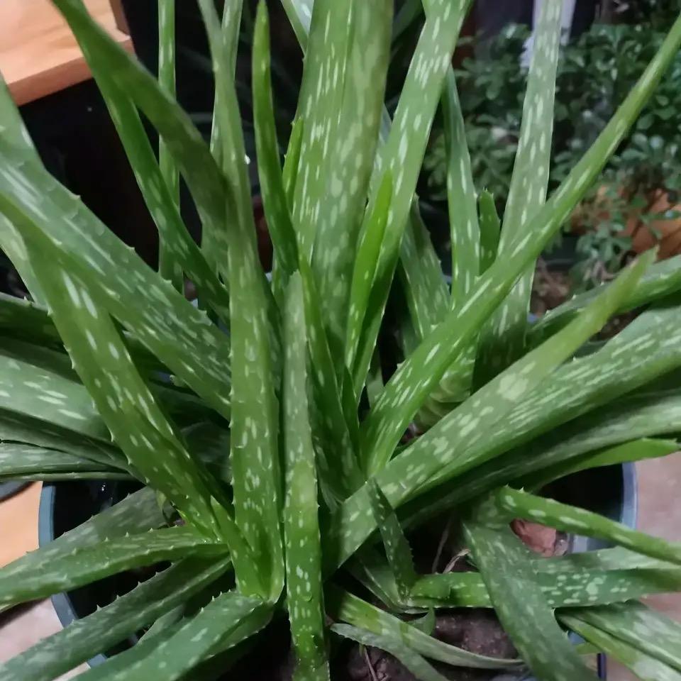 玲珑😊