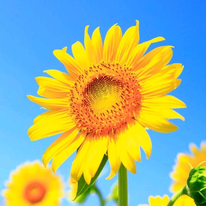家