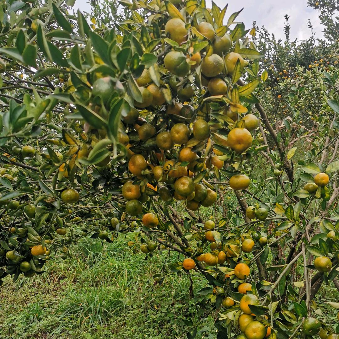 钱丽