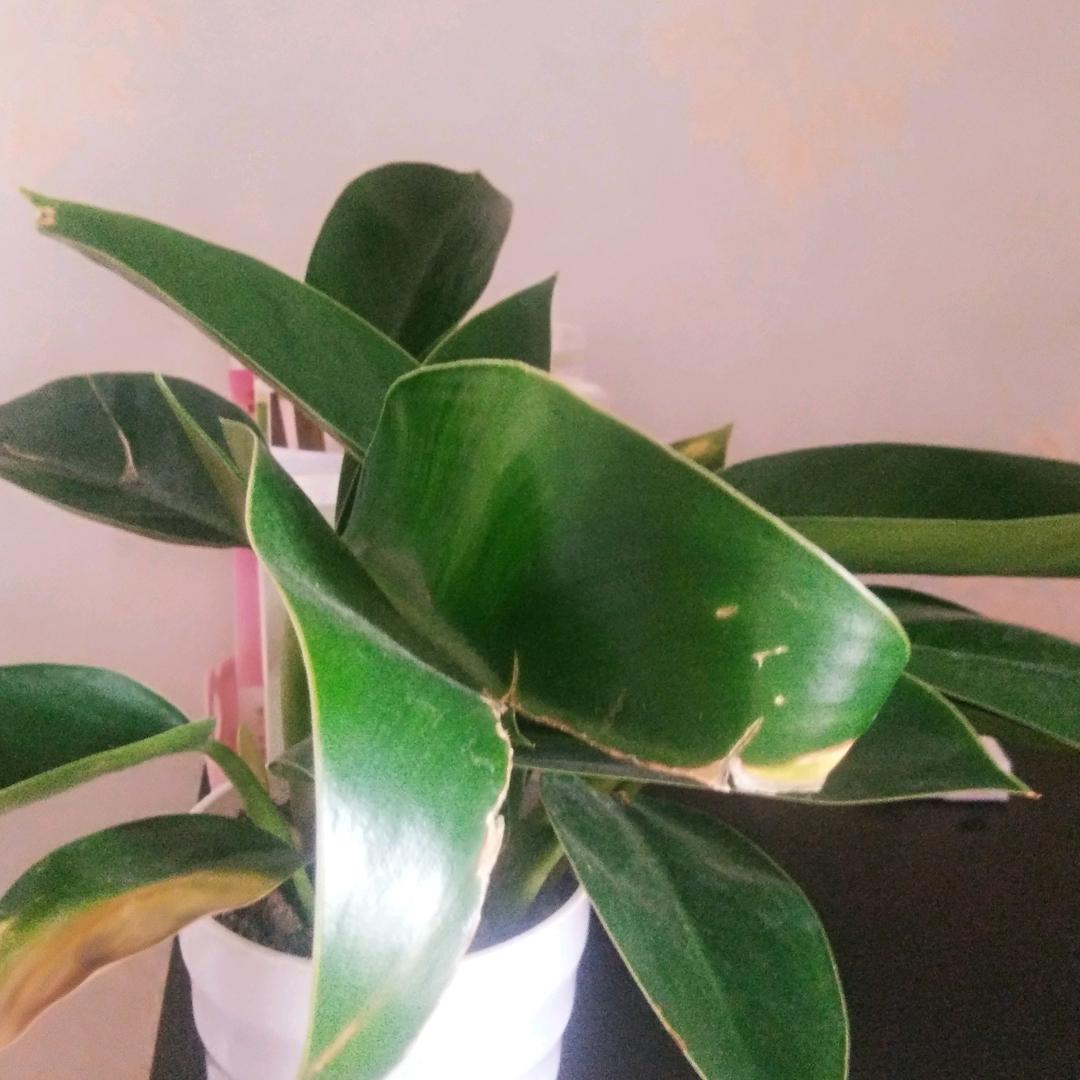 人生如梦☺️☺️☺️